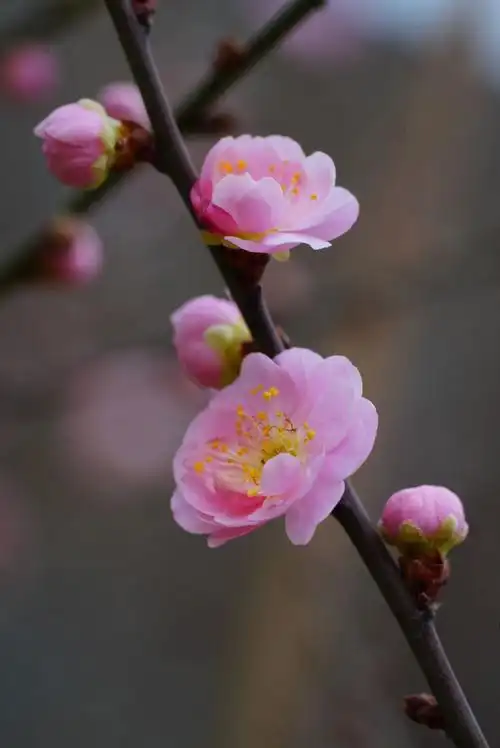 明皇城梅花吐艳