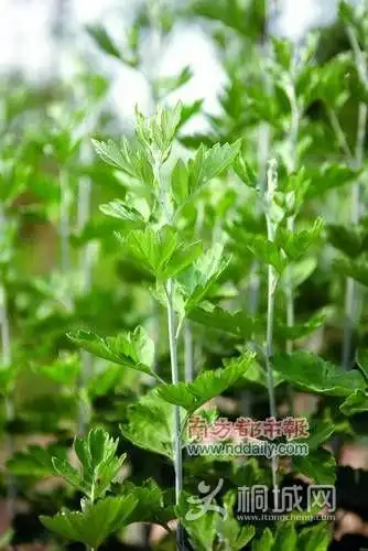 求教:谁能分清艾叶,茵陈和青蒿的区别?