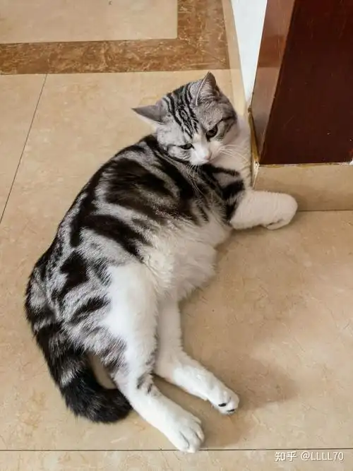 2000块钱左右的起司猫(美短加白)长大会长成土猫吗?