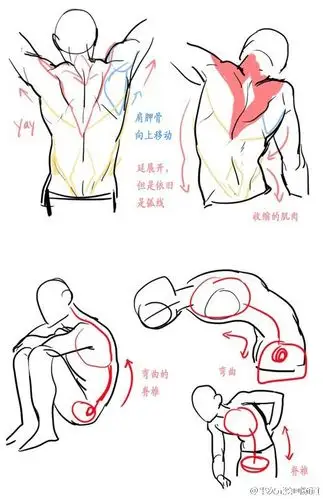 绘画参考# 嗷ヽ(*`)男性背部&臀部的绘制教程,倒三角的躯干和窄臀你