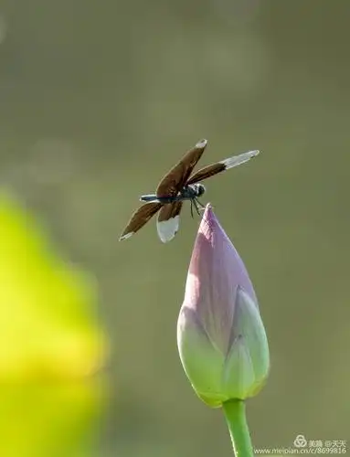 蜻蜓戏荷