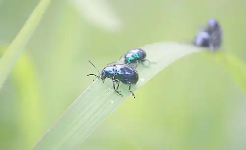绿豆虫的词条渊源