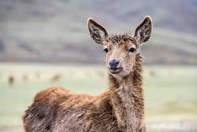 在西藏自治区昌都市类乌齐马鹿国家级自然保护区,一群群西藏马鹿生活