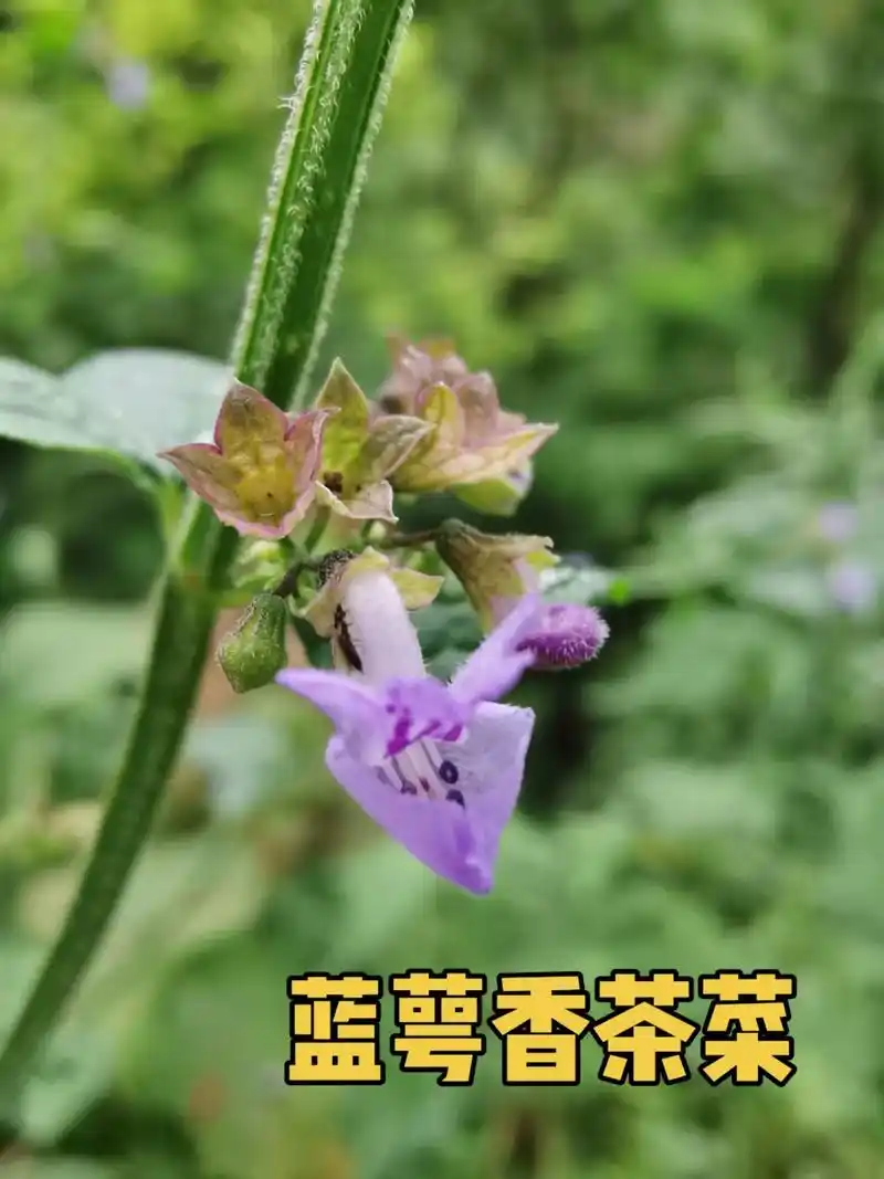 蓝萼香茶菜.唇形科香茶菜属草本. #识百草    #野花野草 - 抖音