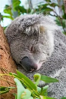 树袋熊,睡觉,树