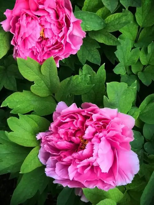 唯有牡丹真国色,花开时节动京城——随拍小区牡丹花. - 美篇