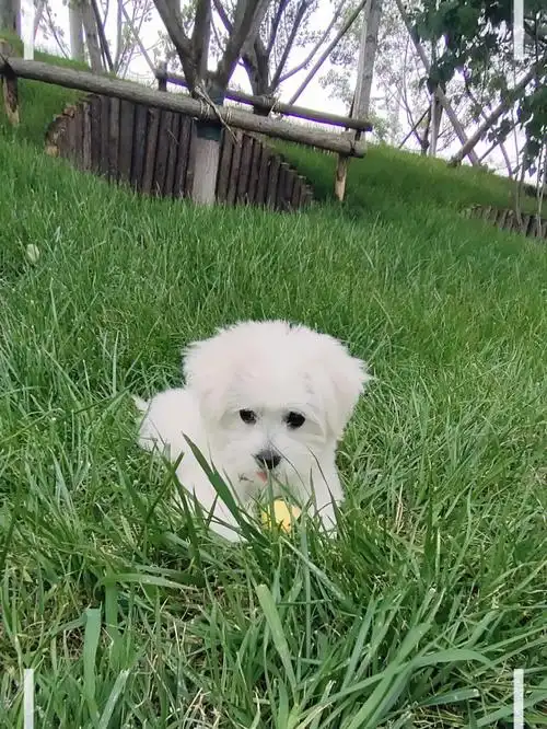 二十五元小狗狗