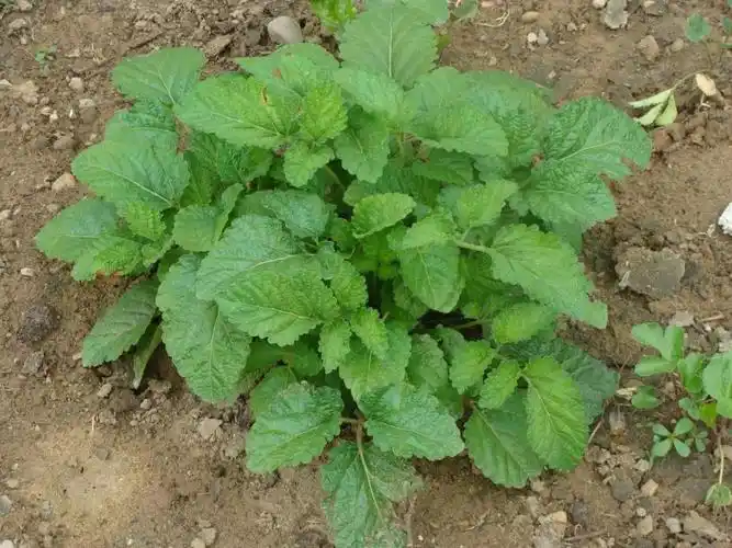 春天快到了,感受下那些药用植物幼苗期 ——高清组图