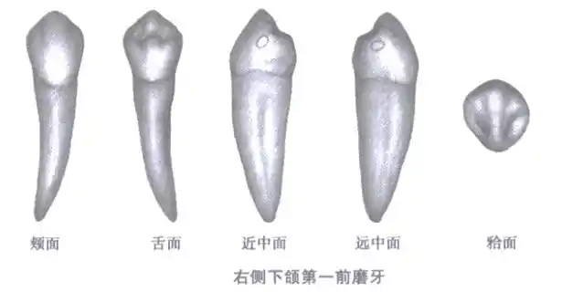 2022年口腔主治医师考点考情介绍下颌前磨牙的牙体解剖特点