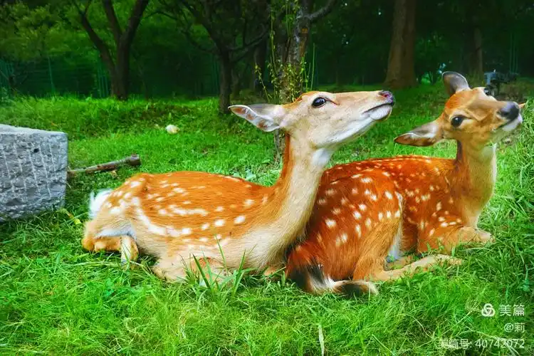 在草丛中休息的梅花鹿低低地耳语