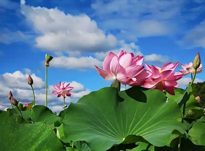普者黑的夏天,荷花盛开的季节.