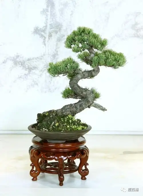 一盆一景一世界负薪构堂扬州盆景艺术个人作品展盛大开展