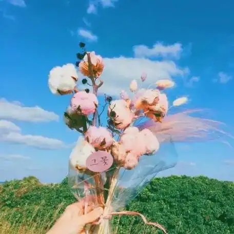 简约好看的小清新微信风景头像精选 唯美好看玫瑰花头像图片大全