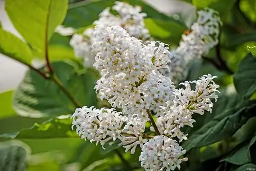 花香遍野【首发】