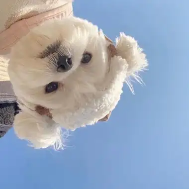 头像狗狗可爱蠢萌清新