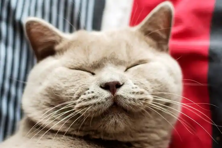 世界名猫(英国短毛猫)的风采