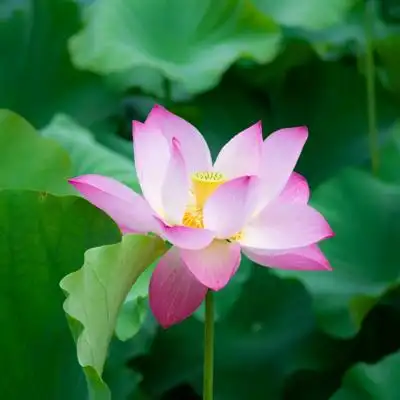 最好看的荷花头像盛开的美艳荷花图片