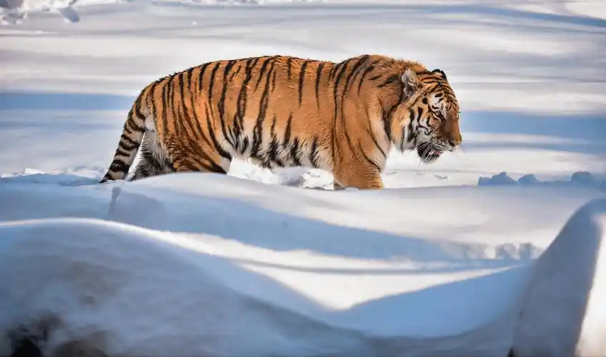 生性威武的东北虎