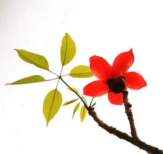 广州市花红棉花