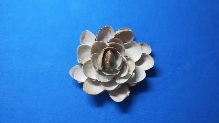 精 [宝妈秀场]花甲壳还可以粘出一朵莲花,吃花甲的壳别扔噢!