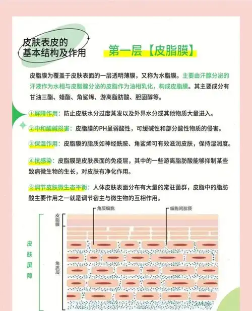 角质层和皮质膜的功能你了解