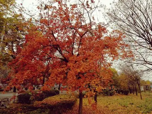 秋冬交替 景色宜人