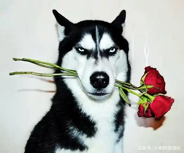 狗哼哼唧唧是因为什么?常见宠物狗品种有哪些?