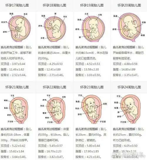 怀胎十月-每周胎儿发育过程图