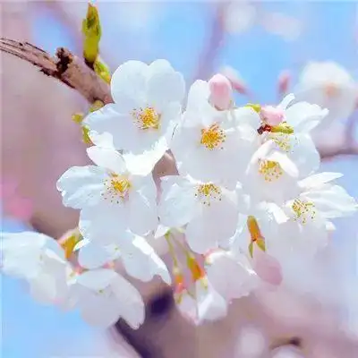 微信最吉利的好看头像2022 会带来好运的微信头像图片花 - 腾讯云开发