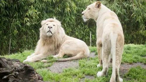 大猫,母狮,狮子,草