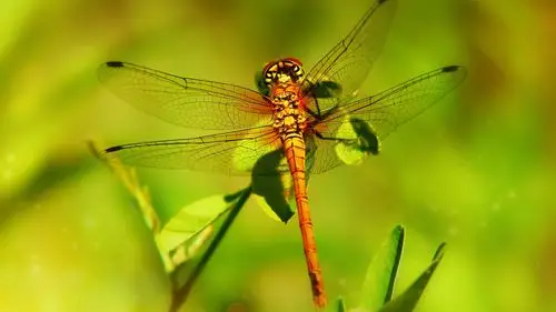 高清蜻蜓图片大全(2)
