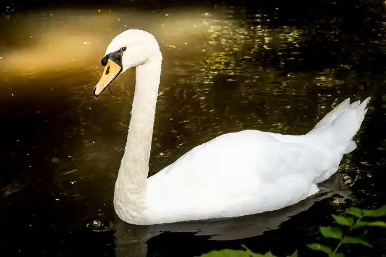 湖面白天鹅图片1280x1024分辨率查看