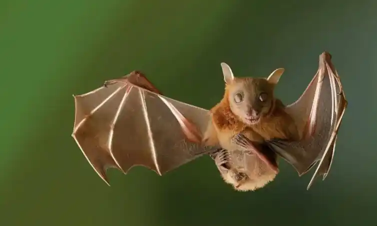 蝙蝠属昆虫还是动物