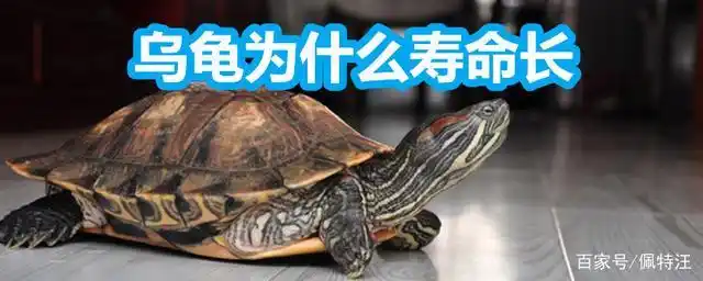 为什么乌龟寿命长?这三个先天因素让它成为长寿的象征