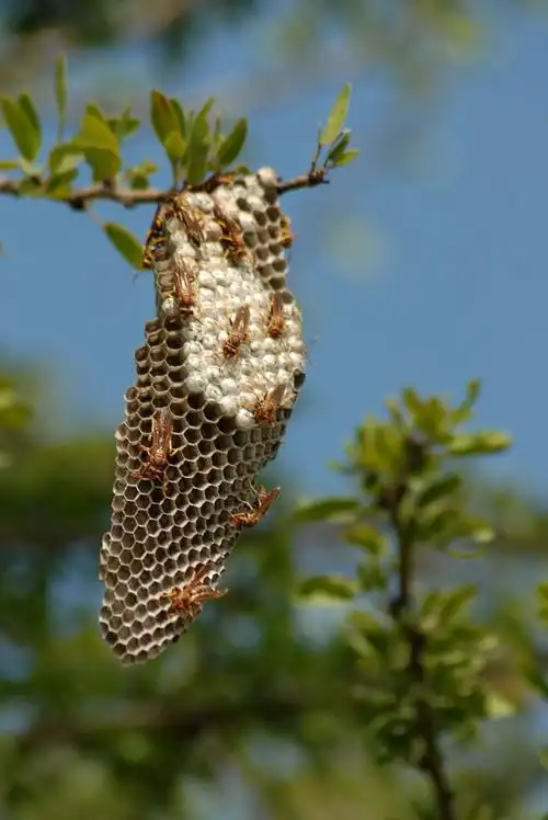 马蜂窝图片 - 免费可商用图片 - cc0.cn