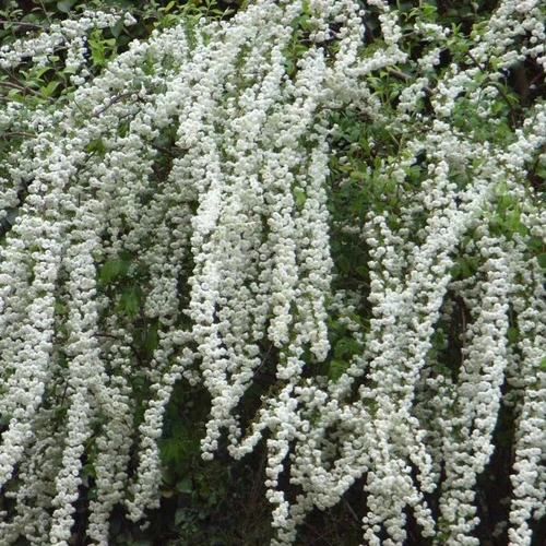 北京花园园艺的优惠券大全—重瓣喷雪花 春天3-5月份开花色洁白繁密似