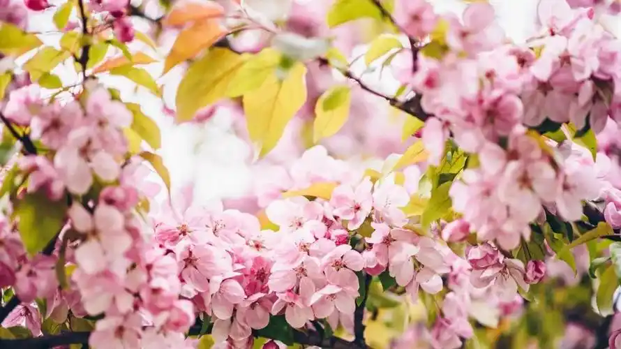 4k电脑电脑桌面|唯美粉嫩的桃花图片桌面壁纸__财经头条