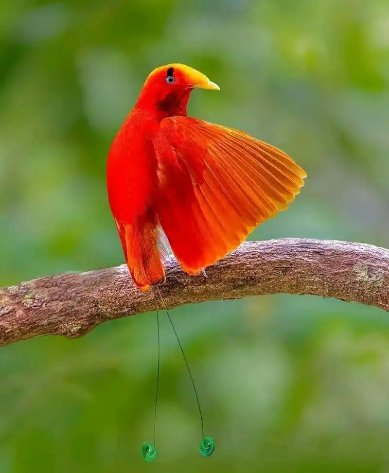 世界上最美的鸟天堂鸟birdsofparadise