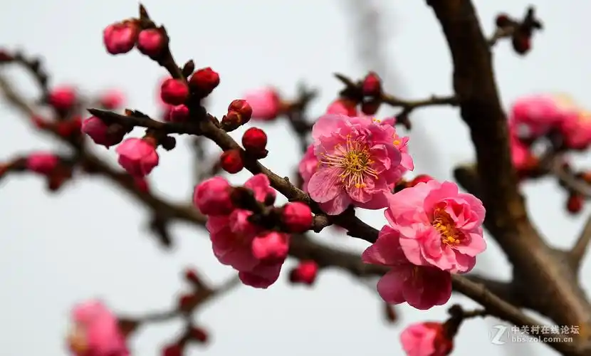 红梅花2   201701010