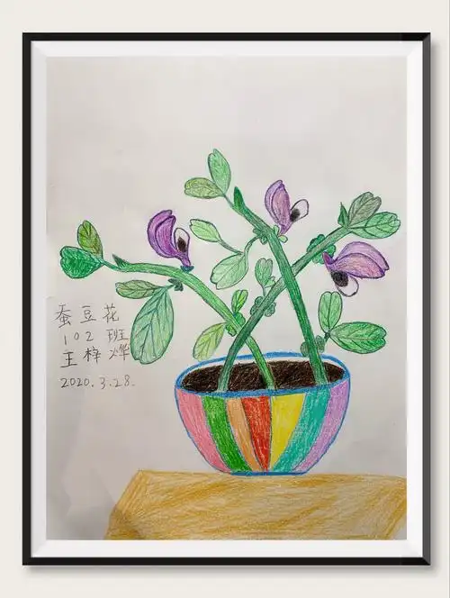 春天的足迹—— 蚕豆花开