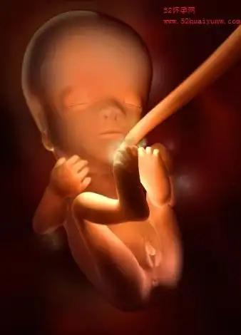 胎儿四十周在子宫内发育全过程(3d组图) - 52怀孕网