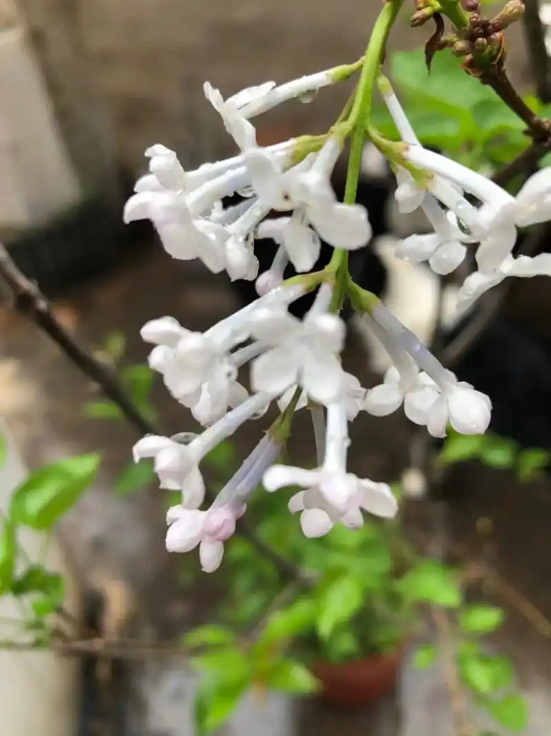 雨中丁香:木香. - 抖音