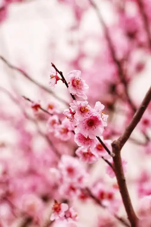 春色满园关不住花儿都开了是春天的样子