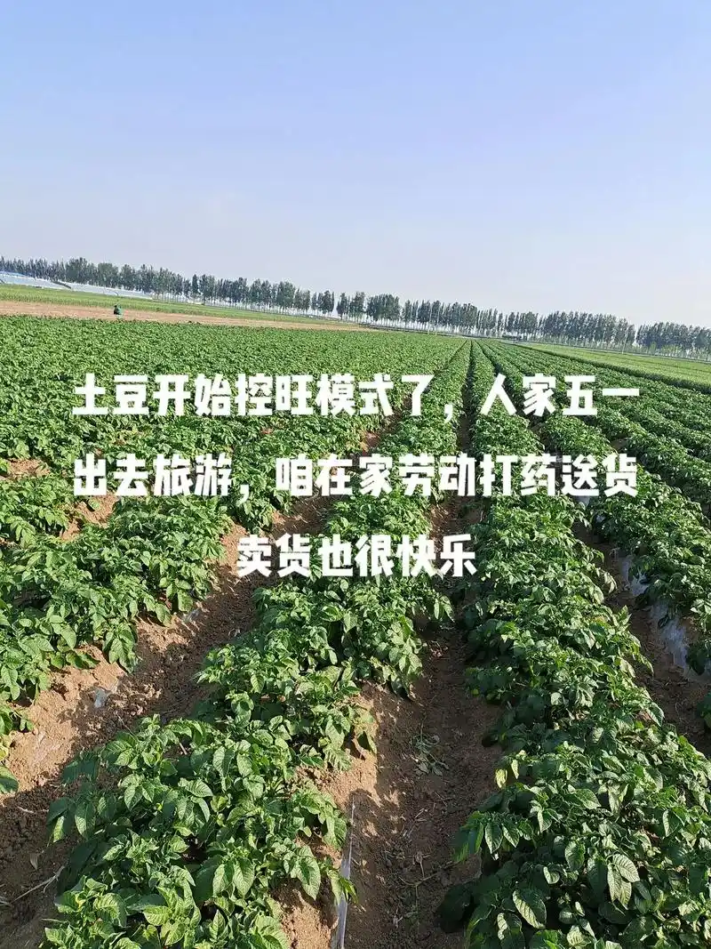 我的土豆种植户尤其是种沃土的这几天好打控旺药了,争取早控轻点 - 抖