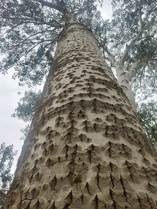 大白杨树,荒凉中的绿荫.