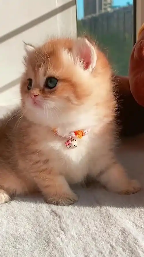 小奶猫可以有多可爱