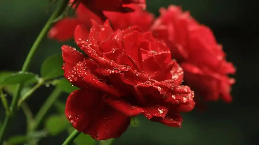 唯美艳丽的红玫瑰图片桌面壁纸