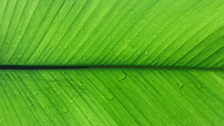 84m上传时间:2020-06-16壁纸标签:绿色护眼4k壁纸封面图绿色 护眼壁纸