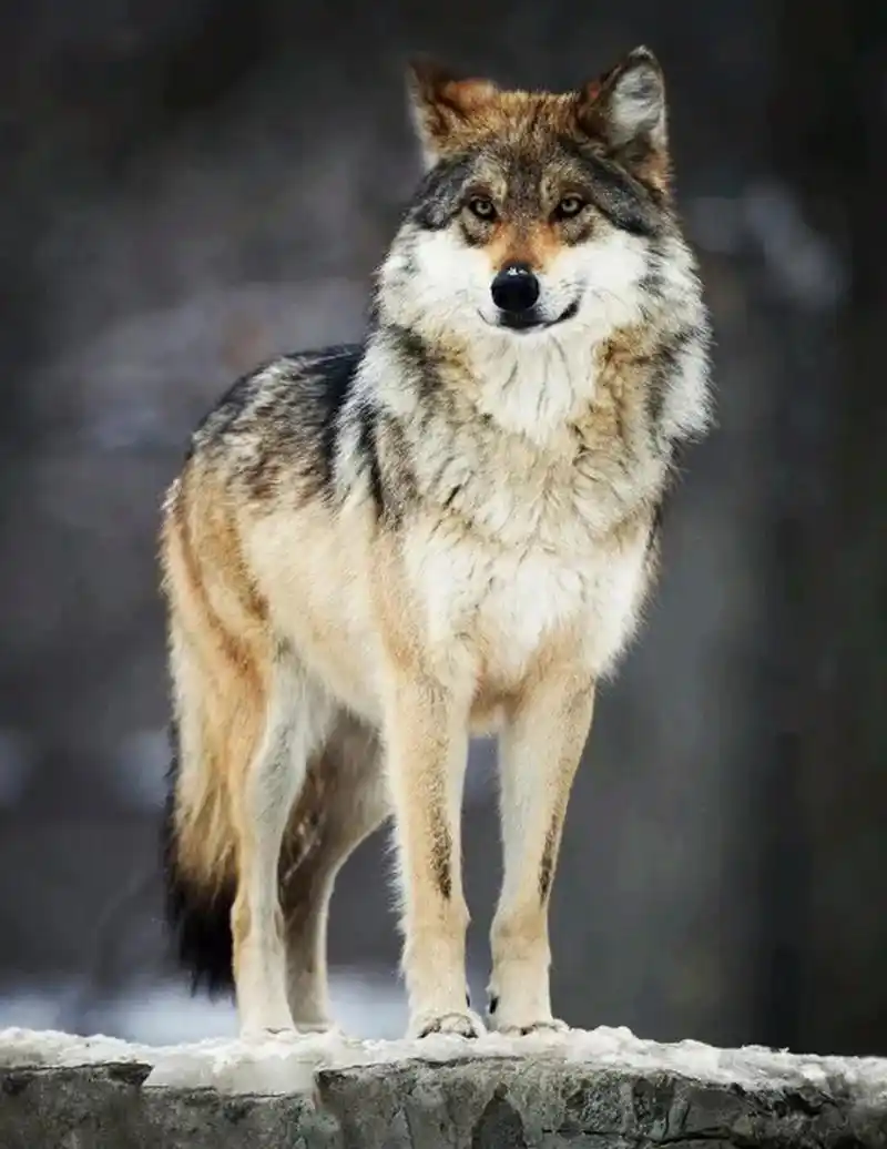 地球上最凶猛的动物 狼(最强的北美灰狼做代表)北美灰狼是分布在美国