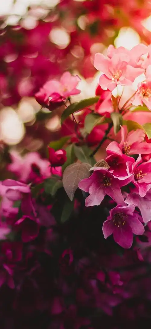 粉红色的花朵绽放,眩光,春天 iphone 壁纸